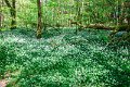 Bluebells and wild garlic in Rossmore Forest Park - May 2017 (24)
